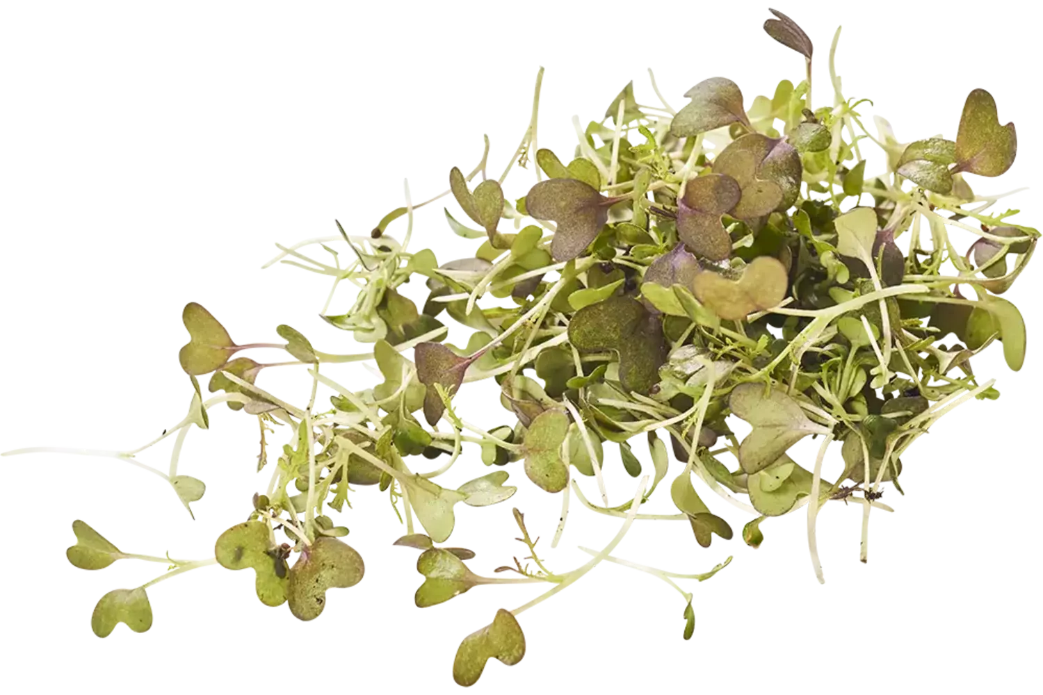 Mizuna cress 20gr. stuk 1
